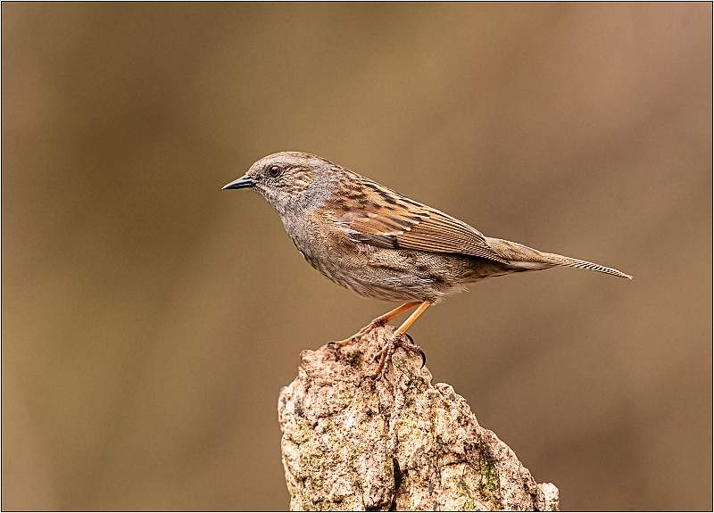 MC1_1810.jpg - SWT Lackford Lakes