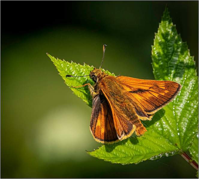 MC3_8611-Edit copy.jpg - SWT Bradfield Woods