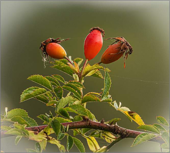 Rose-Hips.jpg - SWT Black Bourn Valley