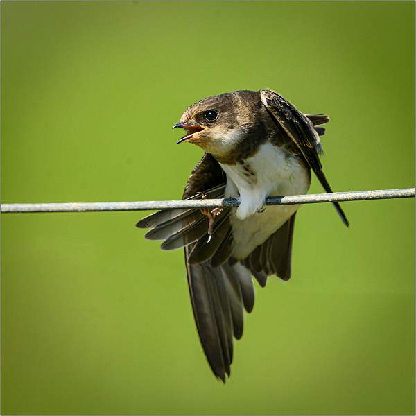 Sand Martin Stretching.jpg - East Lane, Bawdsey