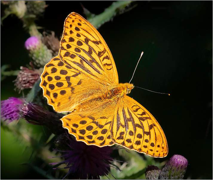 Silver-Washed Frittillary01.jpg - SWT Bradfield Woods