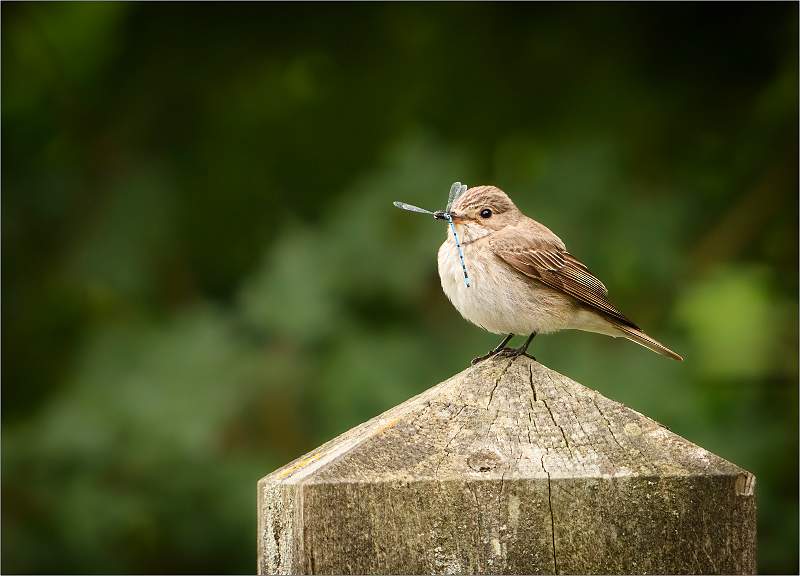 Spotted Flycatcher01.jpg - SWT Foxburrow Farm
