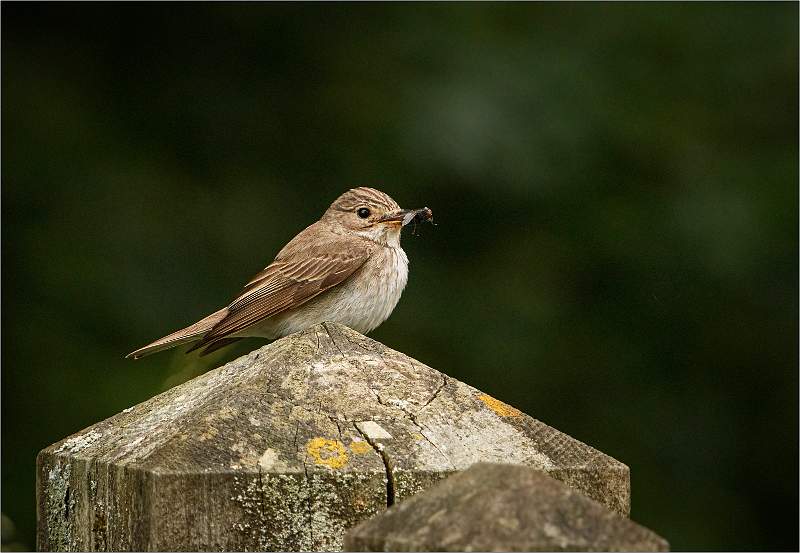 Spotted Flycatcher02.jpg - SWT Foxburrow Farm
