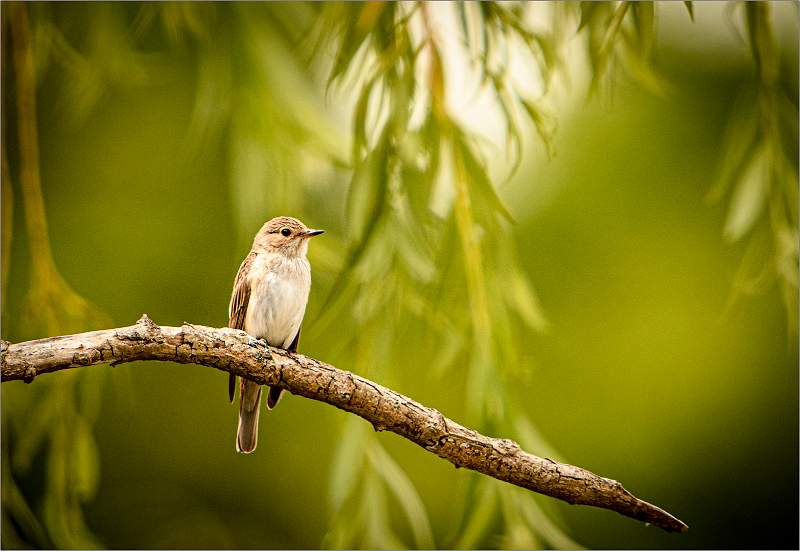 Spotted Flycatcher03.jpg - SWT Foxburrow Farm