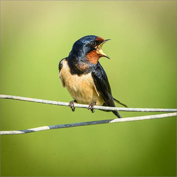 Swallow.jpg - East Lane, Bawdsey