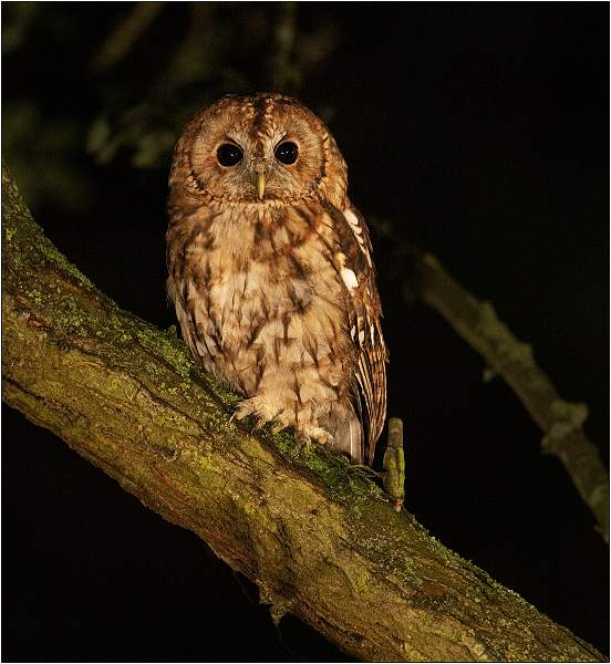 Tawny Owl 1.jpg - Tawny Owl