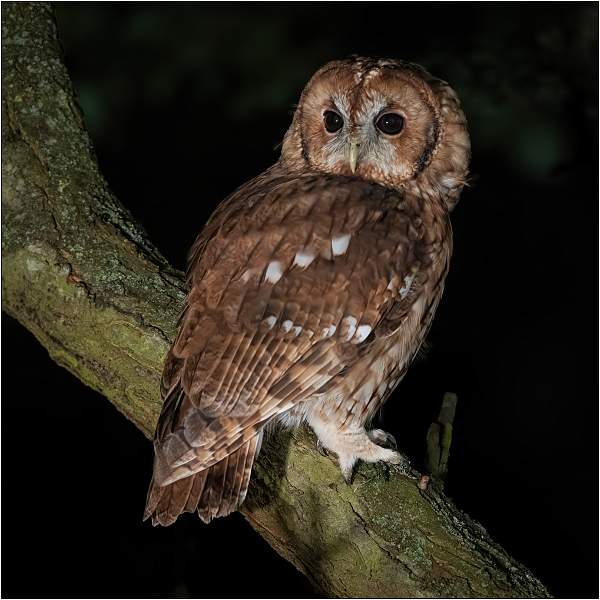 Tawny Owl 2.jpg - Tawny Owl Hide, Fen Drayton
