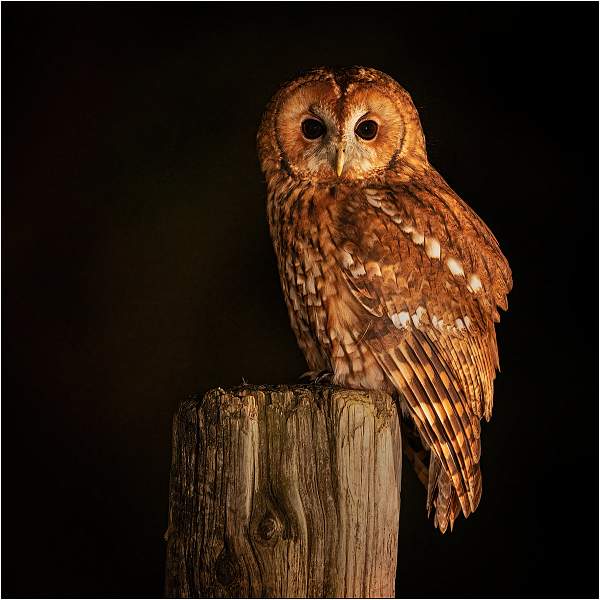Tawny owl 3.jpg - Tawny Owl (Strix aluco)