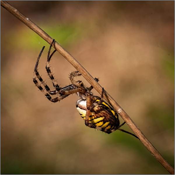 Wasp Spider02.jpg - Wasp Spider