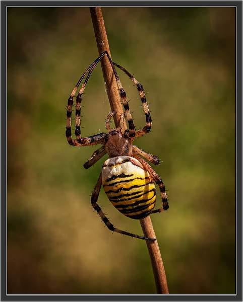 Wasp Spider03.jpg - Wasp Spider