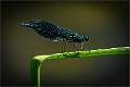 Banded Demoiselle01