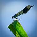 Banded Demoiselle02