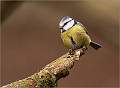 Bluetit