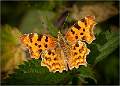 Comma Butterfly