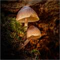 Fungi 01