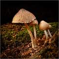 Fungi 02
