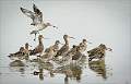 Godwits