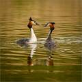 Great-Crested Grebe Pair