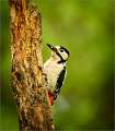 Greater-Spotted Woodpecker
