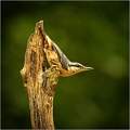 Nuthatch