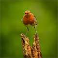 Robin