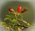 Rose-Hips