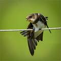 Sand Martin Stretching