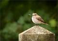 Spotted Flycatcher01