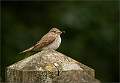Spotted Flycatcher02