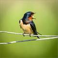 Swallow