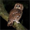 Tawny Owl 2