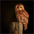 Tawny owl 3