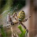 Wasp Spider01