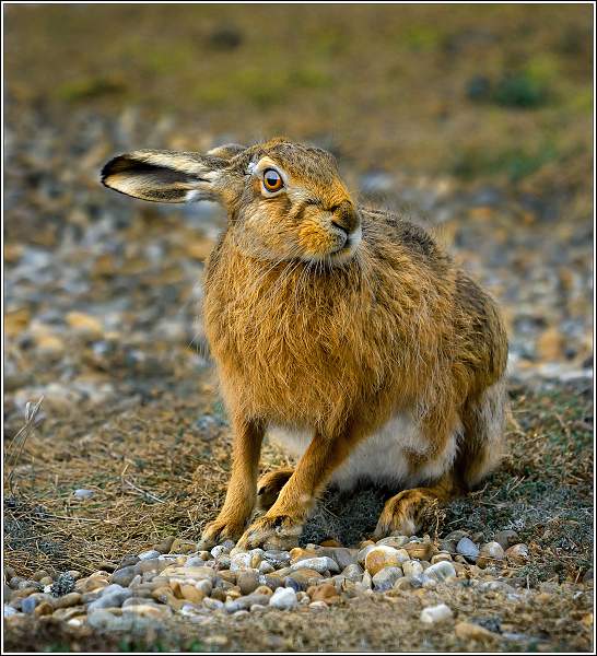 Brown Hare MC1_5529.jpg - Brown Hare, Havergate Island