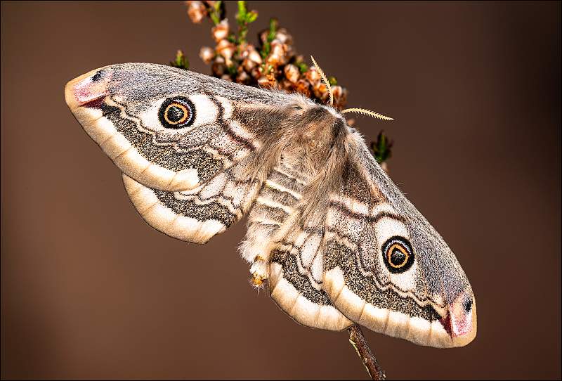 Female Emperor Moth MC2_8495.jpg - Female Emperor Moth (Saturnia pavonia)