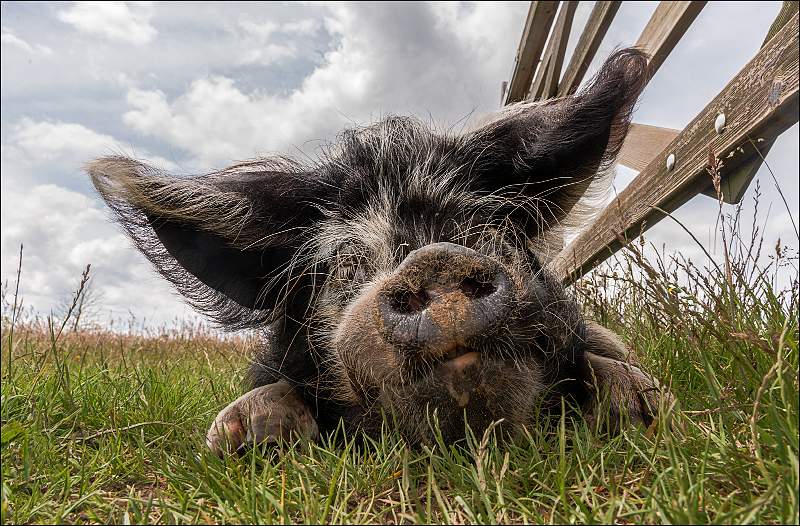 Its a Pigs Life MC2_2442 v2.jpg - Suffolk Punch Trust, Hollesley