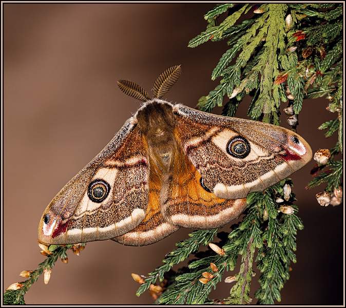 Male Emperor Moth MC2_8509 .jpg - Male Emperor Moth (Saturnia pavonia)