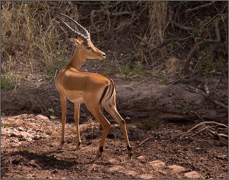 Male Impala 0854 amended.jpg