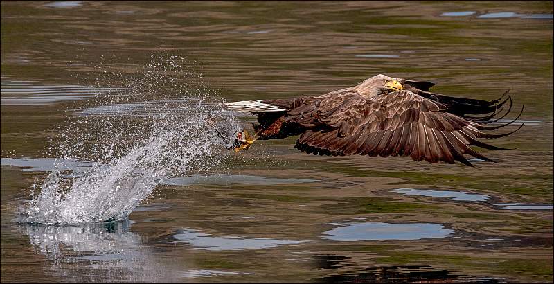 WT Sea-Eagle For Printing v5 MC3_5880.jpg - Grey Seals (Halichoerus grypus)