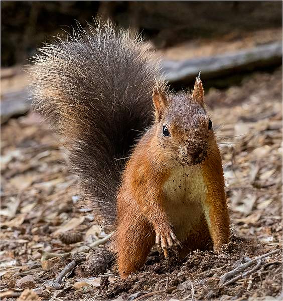 2. I've buried my nut.jpg