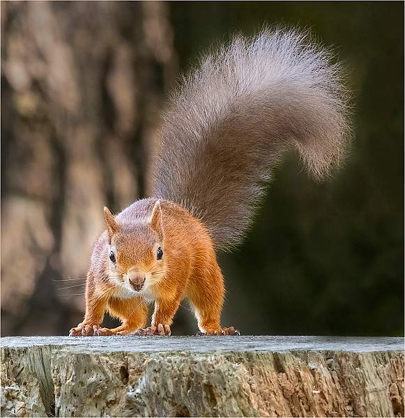 4. I've lost my nut.jpg - Nacton Cup