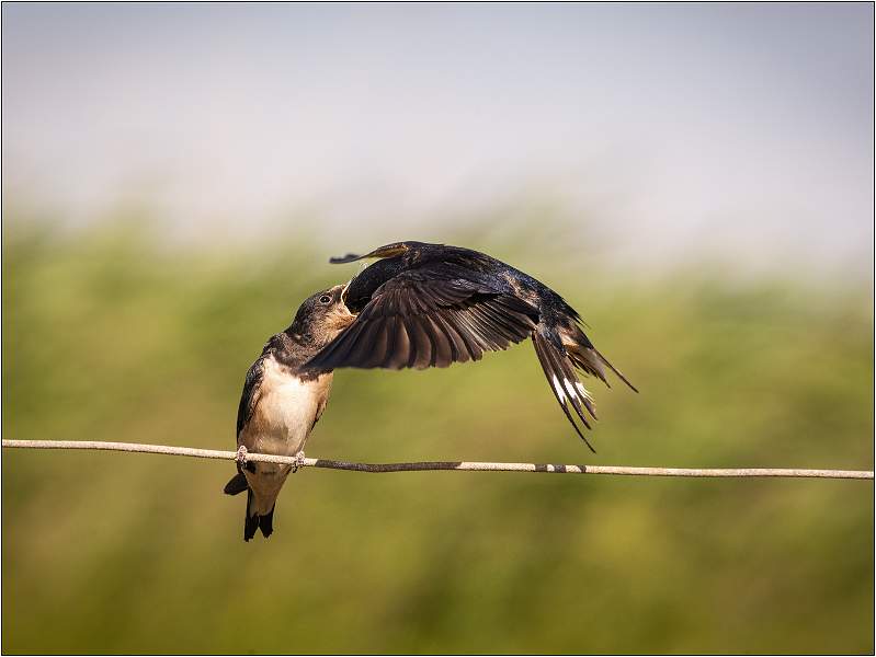 04.03_MC1_8944.jpg - East Lane, Bawdsey