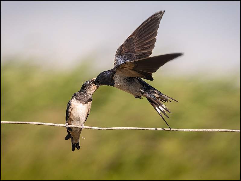 04.04_MC1_8945.jpg - East Lane, Bawdsey