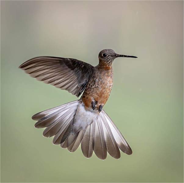 12.03_i 2.jpg - Giant hummingbird_michael bamford_Nacton i2.jpg