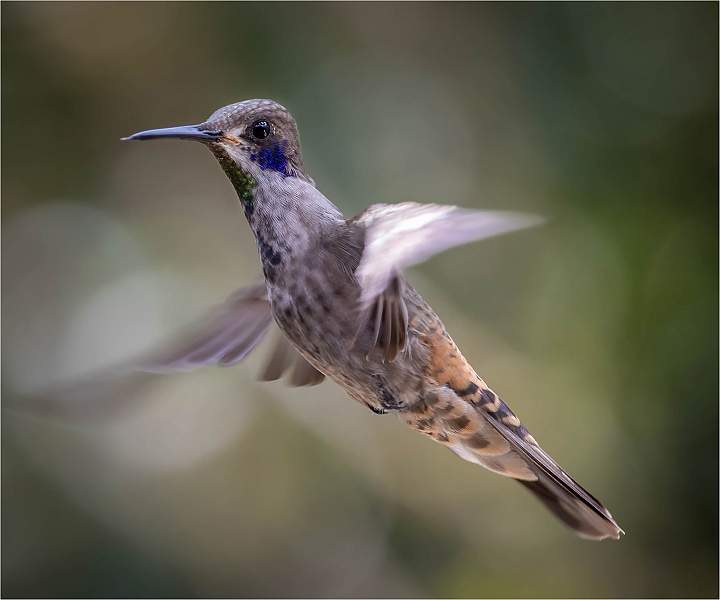 12.05_i 4.jpg - Brown violetear_michael bamford_Nacto 14.jpg