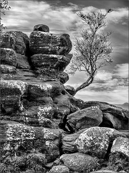 Lone Trees and Rocks 1.jpg - Holbrook Cup