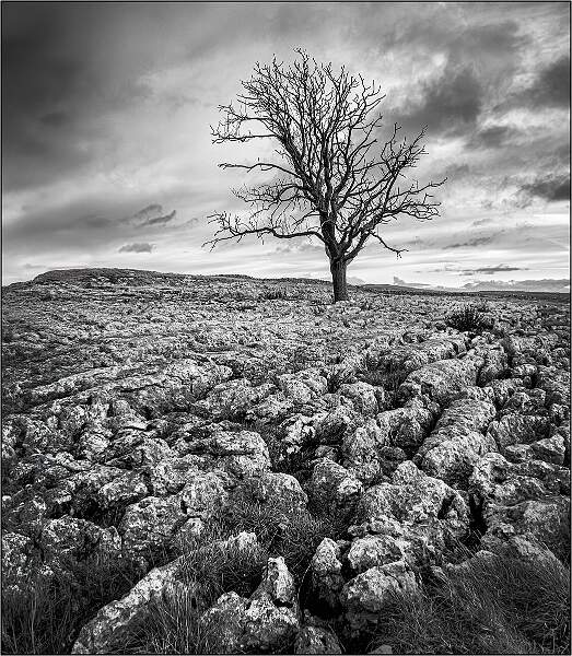 Lone Trees and Rocks 2.jpg - Holbrook Cup