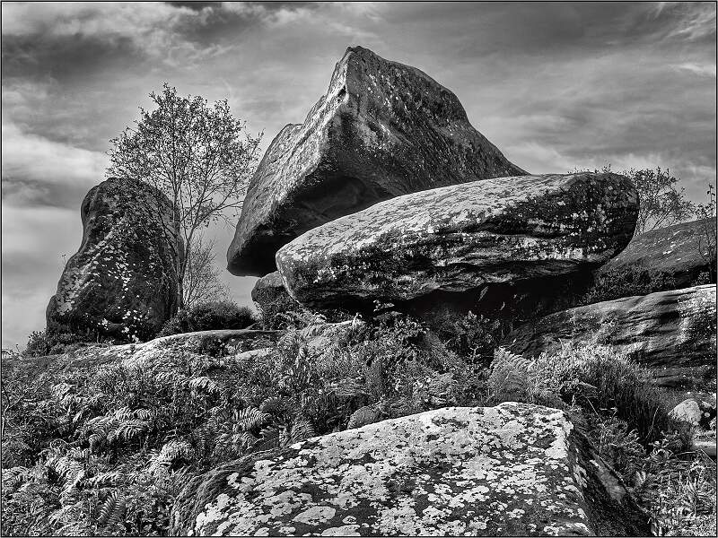 Lone Trees and Rocks 6.jpg - Holbrook Cup