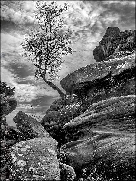 Lone trees and Rocks 3.jpg - Holbrook Cup