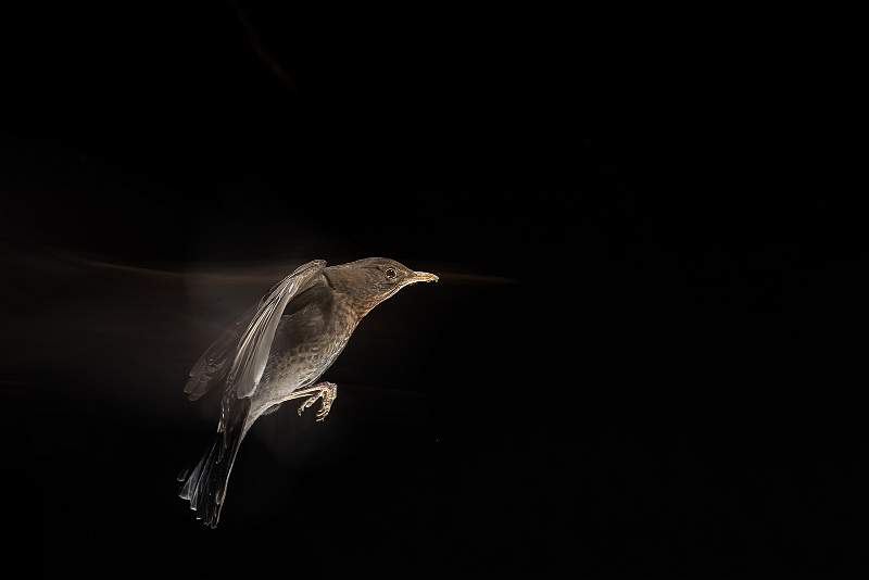 Trailblazing Blackbird- Roslyn.jpg - Trailblazing Blackbird